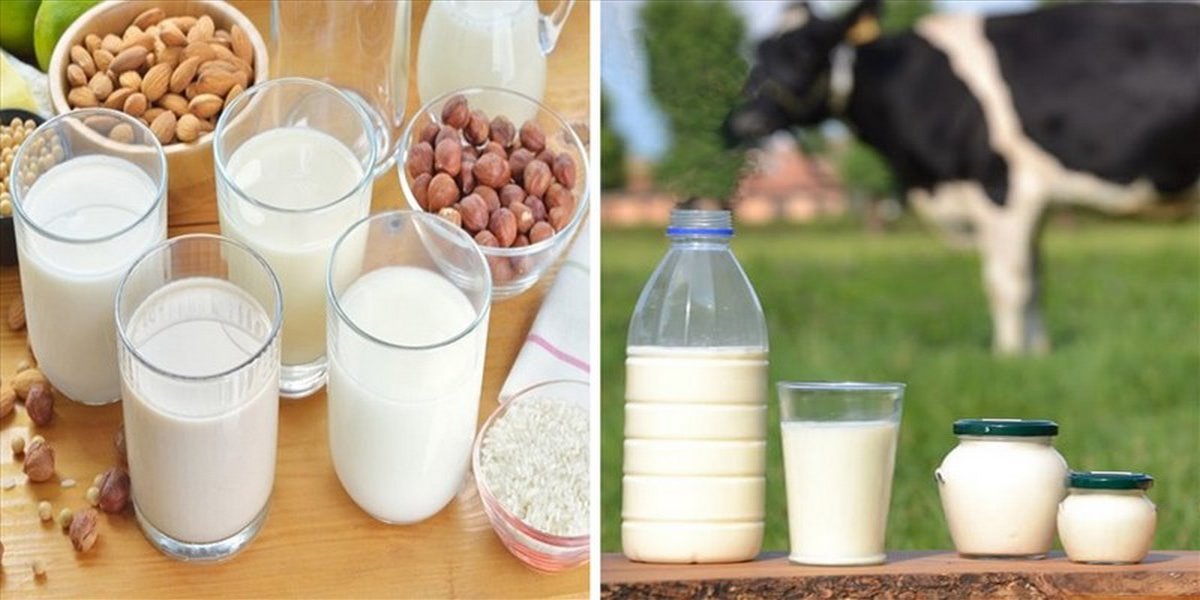 So sánh Sữa hạt và sữa bò loại nào tốt hơn