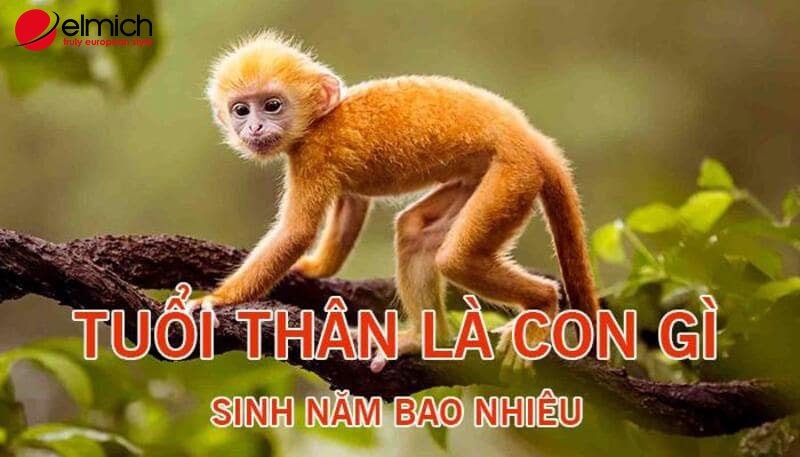 Hình 1: Tuổi Thân chính là tuổi con khỉ, có nhiều niên canh Hình 1: Tuổi Thân chính là tuổi con khỉ, có nhiều niên canh