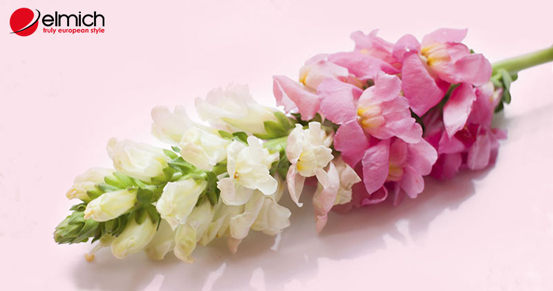Hình 1: Hoa Snapdragon ẩn chứa vẻ đẹp độc đáo Hình 1: Hoa Snapdragon ẩn chứa vẻ đẹp độc đáo