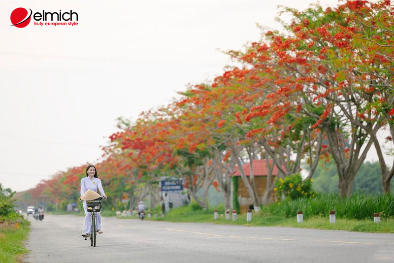 Hình 10: Hoa phượng - Biểu tượng của nhiệt huyết, thanh xuân Hình 10: Hoa phượng - Biểu tượng của nhiệt huyết, thanh xuân