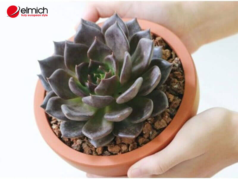 Hình 11: Cây phong thủy phù hợp với mệnh Mộc - Cây sen đá nâu Hình 11: Cây phong thủy phù hợp với mệnh Mộc - Cây sen đá nâu