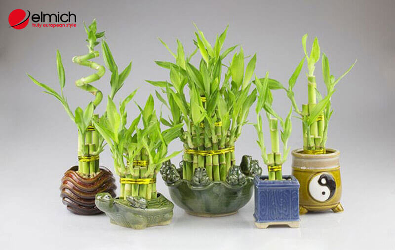 Hình 13: Cây phát lộc mang đến may mắn và tài lộc nên người mệnh Mộc Hình 13: Cây phát lộc mang đến may mắn và tài lộc nên người mệnh Mộc