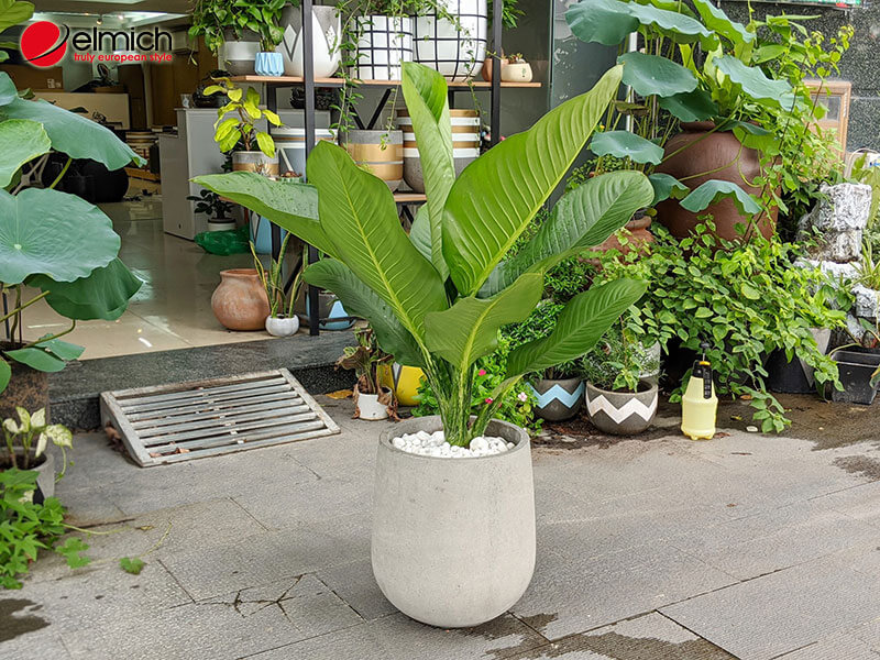 Hình 14: Cây phong thủy sinh tài nảy lộc cho mệnh Mộc - cây đại phú gia Hình 14: Cây phong thủy sinh tài nảy lộc cho mệnh Mộc - cây đại phú gia