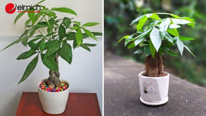 Hình 2: Cây phong thủy hợp mệnh Mộc - cây kim ngân Hình 2: Cây phong thủy hợp mệnh Mộc - cây kim ngân