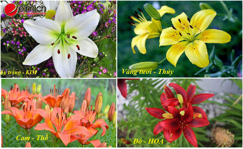 Hình 3: Mỗi bản Mệnh sẽ có màu hoa Lily phù hợp Hình 3: Mỗi bản Mệnh sẽ có màu hoa Lily phù hợp