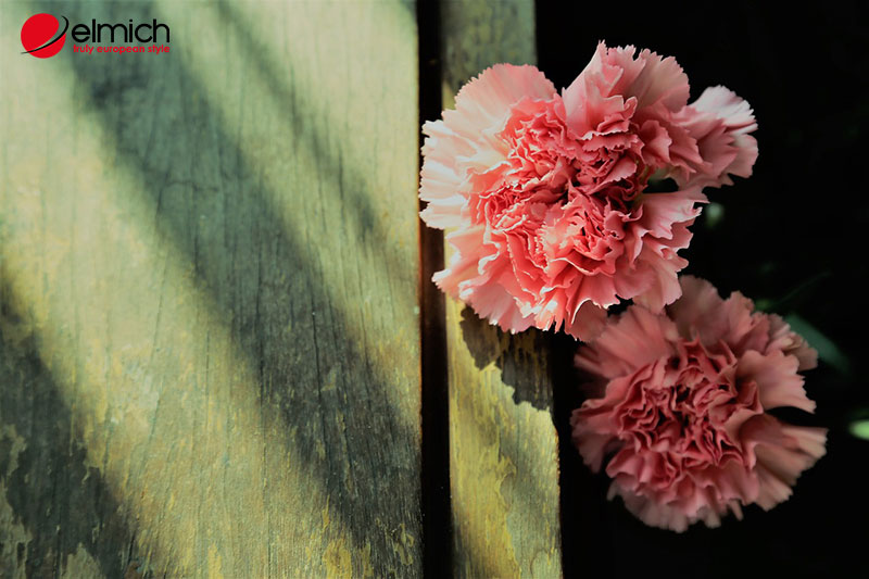 Hình 3: Loài hoa tượng trưng cho sự nhớ nhung Hình 3: Loài hoa tượng trưng cho sự nhớ nhung