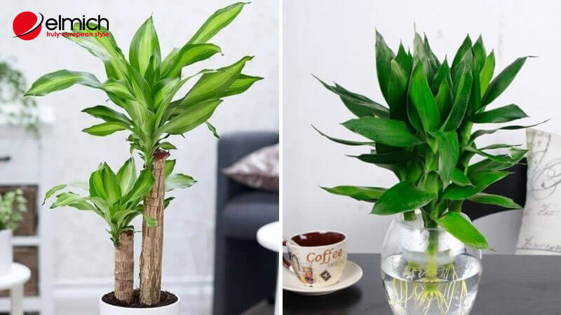 Hình 3: Cây phát tài có thân thẳng tắp, lá thon dài và tỏa rộng ra xung quanh, là biểu tượng của sức sống mạnh mẽ Hình 3: Cây phát tài có thân thẳng tắp, lá thon dài và tỏa rộng ra xung quanh, là biểu tượng của sức sống mạnh mẽ