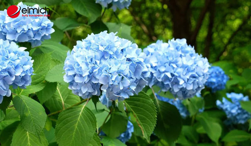 Hình 4: Trong phong thủy, nhiều người tin rằng hoa tú cầu mang đến phú quý, may mắn, thịnh vượng Hình 4: Trong phong thủy, nhiều người tin rằng hoa tú cầu mang đến phú quý, may mắn, thịnh vượng