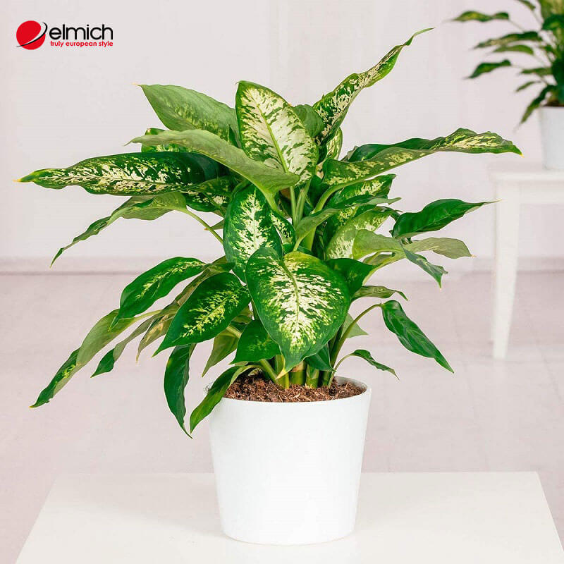 Hình 4: Cây Ngọc Ngân - Lựa chọn tốt nhất cho người mệnh Kim Hình 4: Cây Ngọc Ngân - Lựa chọn tốt nhất cho người mệnh Kim