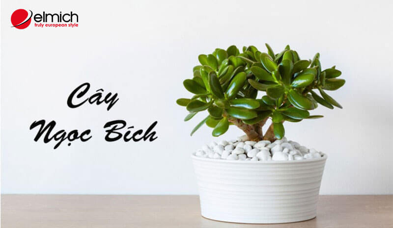 Hình 4: Đối với người mệnh Mộc, cây ngọc bích mang lại rất nhiều may mắn trong cả công việc và cuộc sống Hình 4: Đối với người mệnh Mộc, cây ngọc bích mang lại rất nhiều may mắn trong cả công việc và cuộc sống