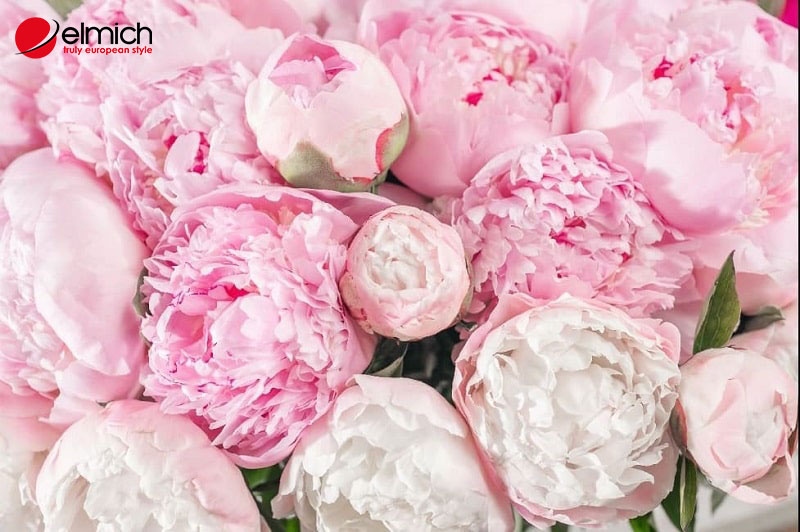 Hình 4: Ý nghĩa phong thuỷ của loại hoa này tượng trưng cho may mắn Hình 4: Ý nghĩa phong thuỷ của loại hoa này tượng trưng cho may mắn