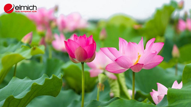 Hình 5: Sen hồng là giống hoa có nguồn gốc lâu đời Hình 5: Sen hồng là giống hoa có nguồn gốc lâu đời
