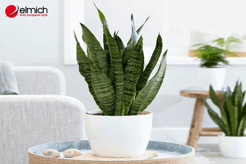 Hình 5: Lưỡi hổ xanh và trắng kỵ với người mệnh Thổ Hình 5: Lưỡi hổ xanh và trắng kỵ với người mệnh Thổ