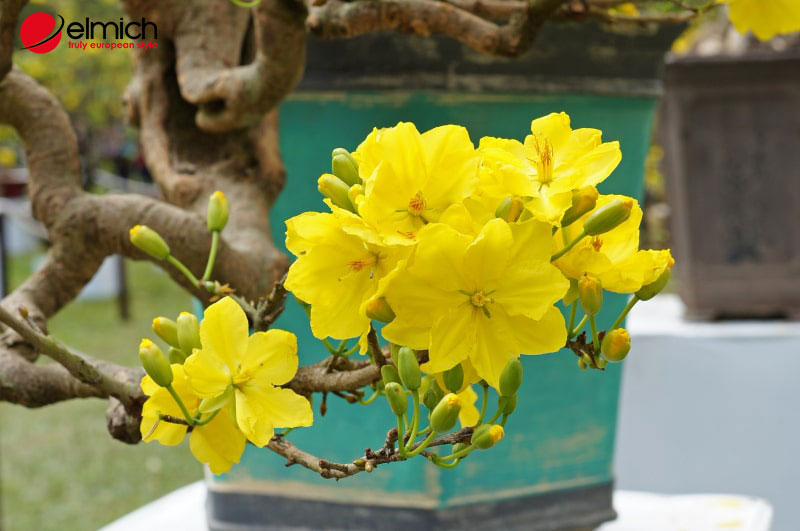 Hình 5: Hoa mai - Biểu tượng của giàu sang, phú quý Hình 5: Hoa mai - Biểu tượng của giàu sang, phú quý