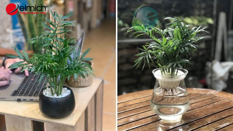 Hình 5: Cau tiểu trâm tiếp tục là cây phong thủy hợp mệnh Mộc, giúp người mệnh Mộc khắc chế được tính nóng nảy Hình 5: Cau tiểu trâm tiếp tục là cây phong thủy hợp mệnh Mộc, giúp người mệnh Mộc khắc chế được tính nóng nảy