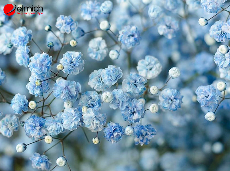 Hình 6: Hoa bi xanh dương gợi nhắc về ước mơ, niềm tin và hòa bình Hình 6: Hoa bi xanh dương gợi nhắc về ước mơ, niềm tin và hòa bình