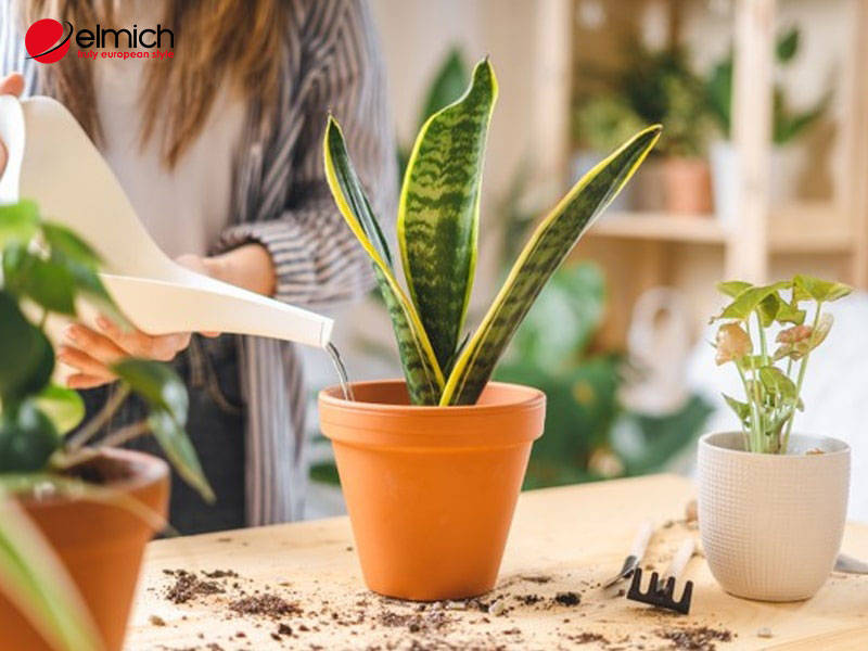 Hình 6: Chăm sóc cây vĩ hổ phát triển tốt sẽ càng giúp tăng vượng khí Hình 6: Chăm sóc cây vĩ hổ phát triển tốt sẽ càng giúp tăng vượng khí