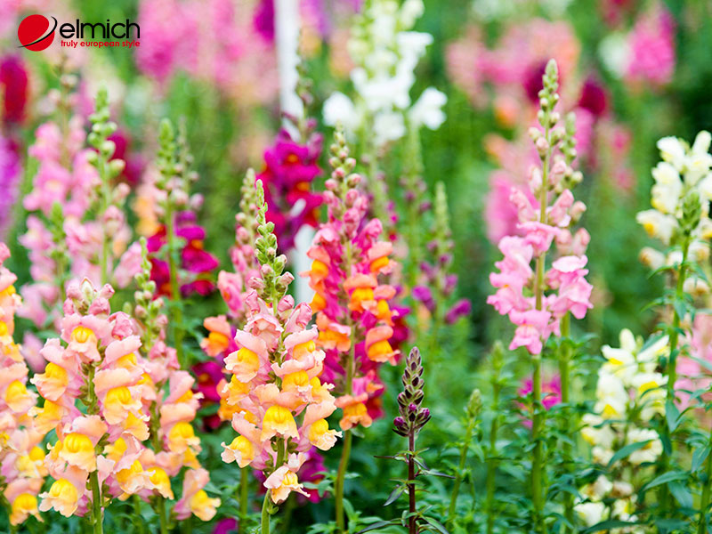 Hình 6: Cách trồng và chăm sóc hoa Snapdragon khá đơn giản Hình 6: Cách trồng và chăm sóc hoa Snapdragon khá đơn giản
