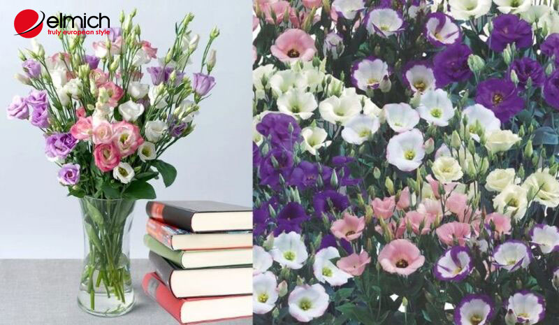 Hình 6: Cát tường là một loài hoa đẹp và rất được ưa chuộng tại Việt Nam Hình 6: Cát tường là một loài hoa đẹp và rất được ưa chuộng tại Việt Nam