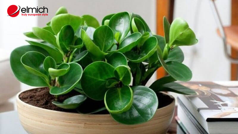 Hình 6: Cây trường sinh kéo may, hút lộc hợp người mệnh Mộc, nhất là tuổi nhâm ngọ Hình 6: Cây trường sinh kéo may, hút lộc hợp người mệnh Mộc, nhất là tuổi nhâm ngọ