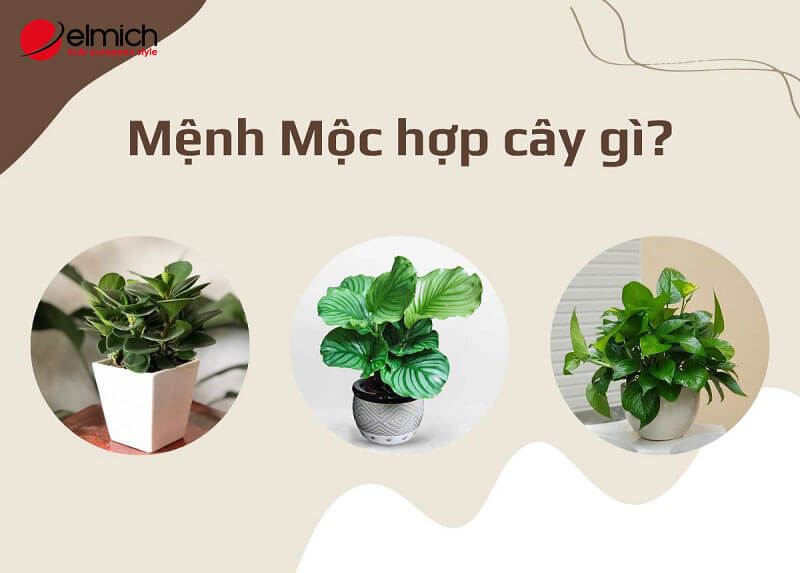 Hình 7: Chọn cây hợp phong thủy tăng vận khí, may mắn Hình 7: Chọn cây hợp phong thủy tăng vận khí, may mắn