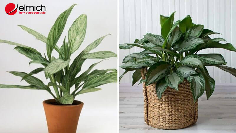 Hình 8: Cây phong thủy hợp người mệnh Mộc - Cây ngân hậu Hình 8: Cây phong thủy hợp người mệnh Mộc - Cây ngân hậu