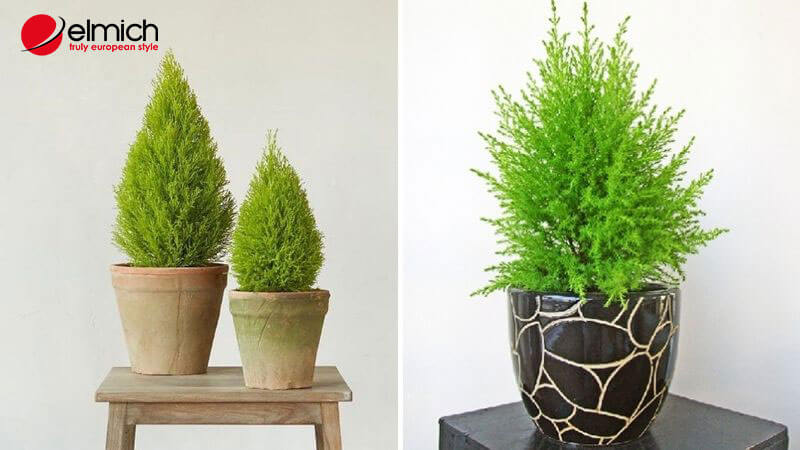 Hình 9: Cây tùng thơm thích hợp đặt ở nơi làm việc của người mệnh Mộc Hình 9: Cây tùng thơm thích hợp đặt ở nơi làm việc của người mệnh Mộc