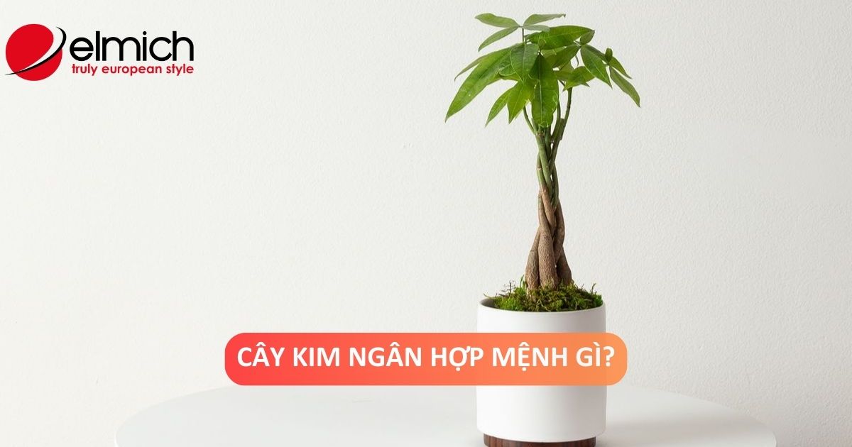 Cây Kim Ngân: Ý nghĩa phong thủy, người hợp mệnh