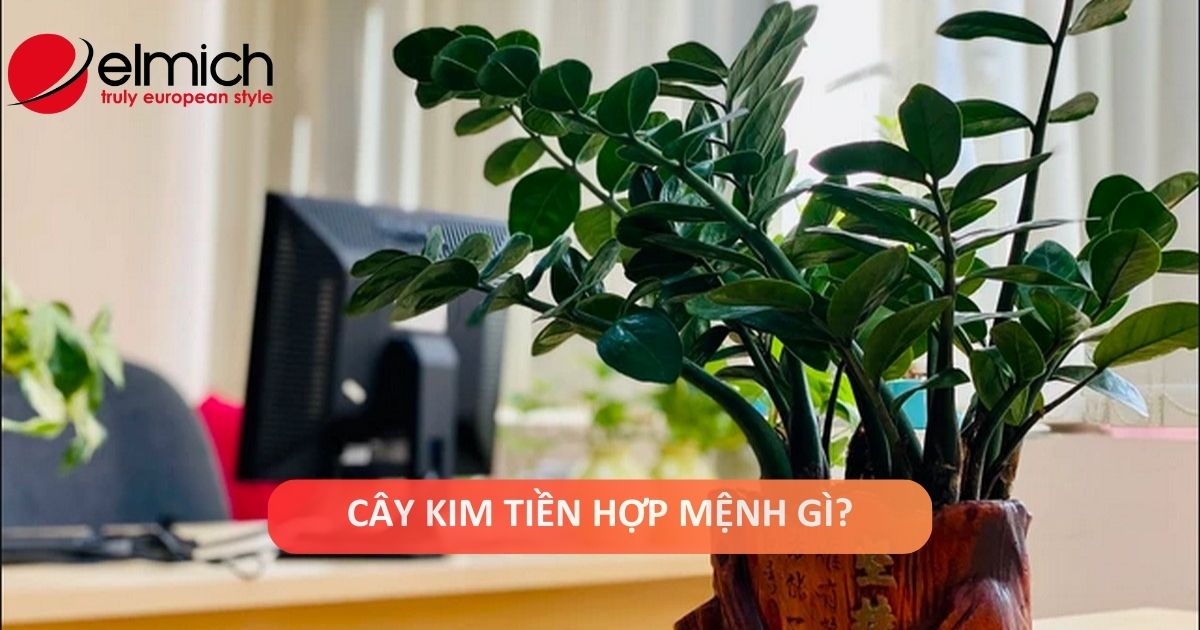 Cây Kim Tiền: ý nghĩa phong thủy, cách trồng, chăm sóc