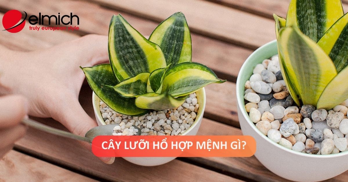 Cây lưỡi hổ hợp mệnh gì? Kỵ mệnh nào và những lưu ý cần biết