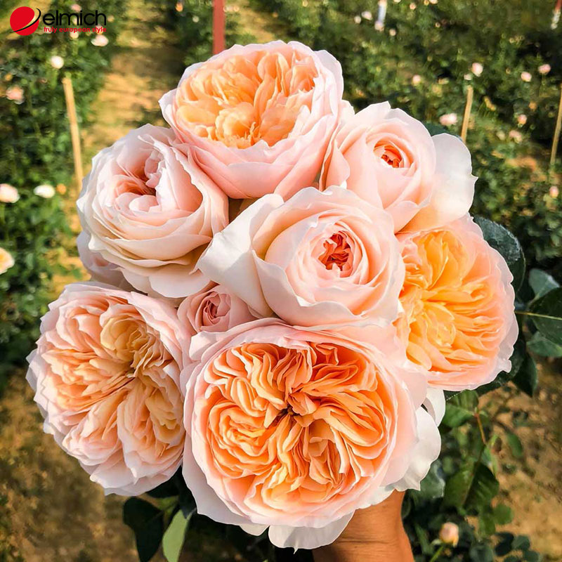 Hình 1: Các cánh hoa Juliet Rose được sắp xếp khá đặc biệt Hình 1: Các cánh hoa Juliet Rose được sắp xếp khá đặc biệt