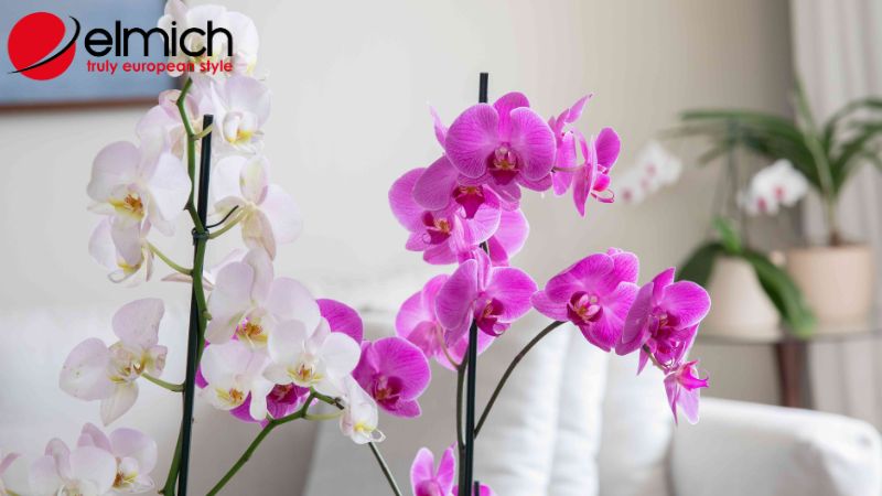Hình 1: Nguồn gốc xuất xứ chính xác nhất của hoa lan Hình 1: Nguồn gốc xuất xứ chính xác nhất của hoa lan