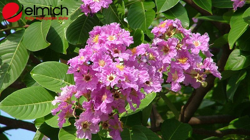 Hình 1: Nguồn gốc chính xác của hoa bằng lăng Hình 1: Nguồn gốc chính xác của hoa bằng lăng