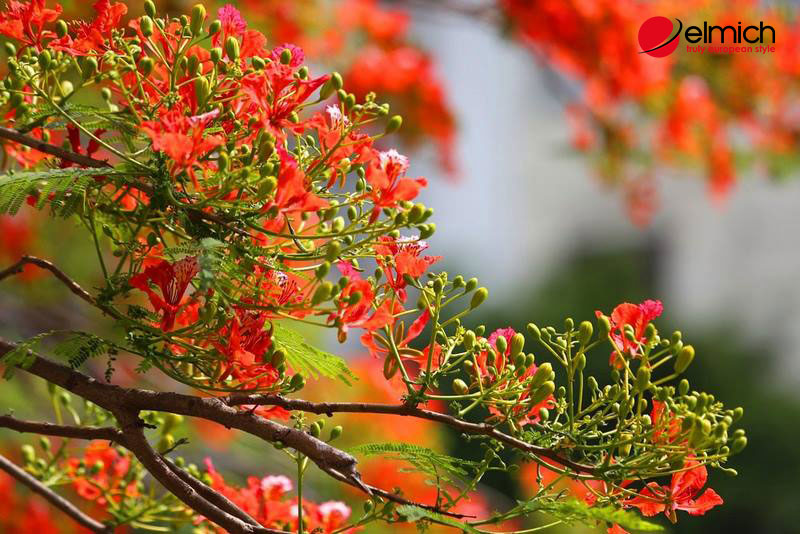 Hình 1: Giới thiệu về hoa phượng vĩ Hình 1: Giới thiệu về hoa phượng vĩ
