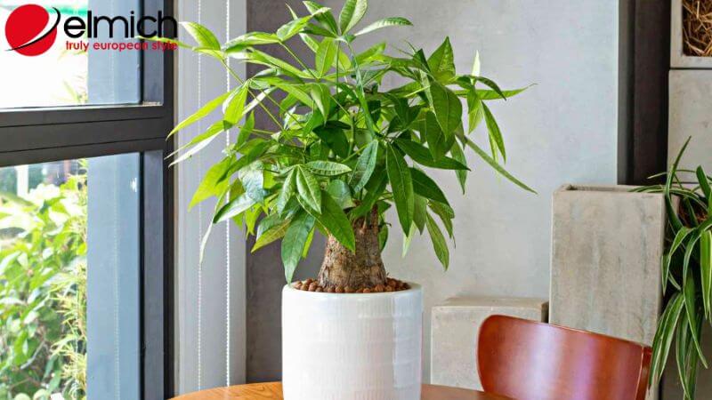 Hình 10: Kim Ngân là đáp án chính xác cho câu hỏi mệnh Hỏa hợp cây gì Hình 10: Kim Ngân là đáp án chính xác cho câu hỏi mệnh Hỏa hợp cây gì