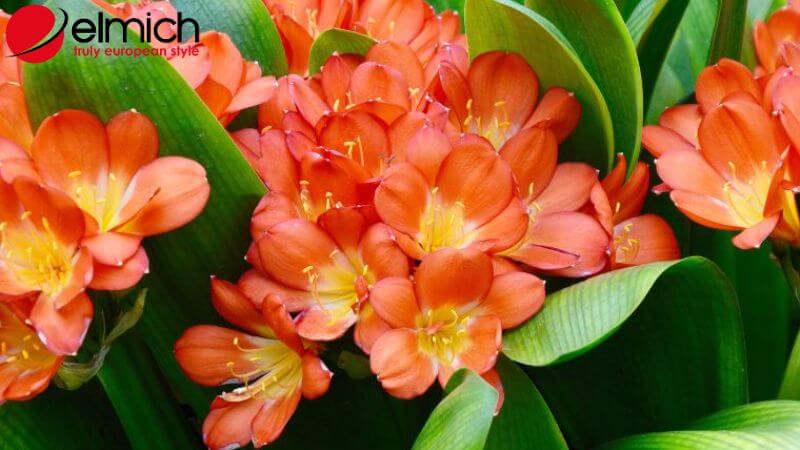 Hình 11: Lan Quân Tử đại diện cho ý chí kiên cường trong phong thủy Hình 11: Lan Quân Tử đại diện cho ý chí kiên cường trong phong thủy