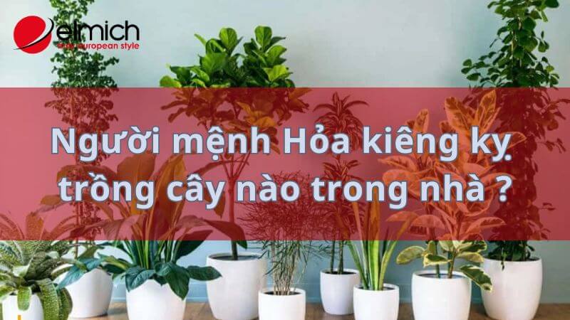 Hình 13: Gia chủ mệnh Hỏa cấm kỵ trồng những loại cây nào Hình 13: Gia chủ mệnh Hỏa cấm kỵ trồng những loại cây nào