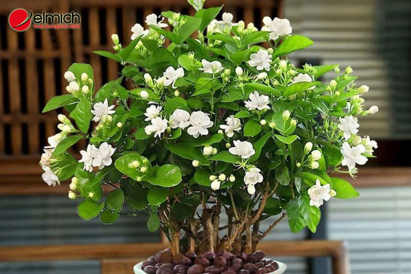Hình 2: Hoa Nhài giúp xua tan tà khí, tăng khí dương, giảm khí âm Hình 2: Hoa Nhài giúp xua tan tà khí, tăng khí dương, giảm khí âm