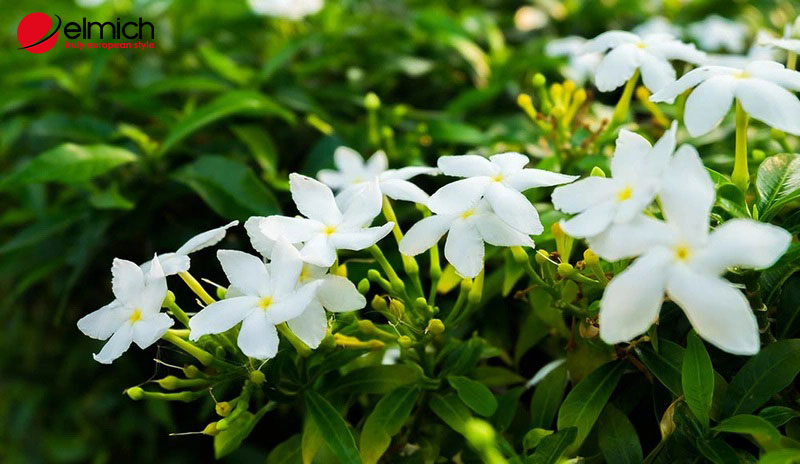 Hình 2: Phân loại cây hoa lài hiện nay Hình 2: Phân loại cây hoa lài hiện nay