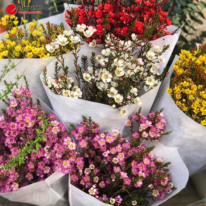Hình 2: Thanh liễu đa dạng màu sắc Hình 2: Thanh liễu đa dạng màu sắc