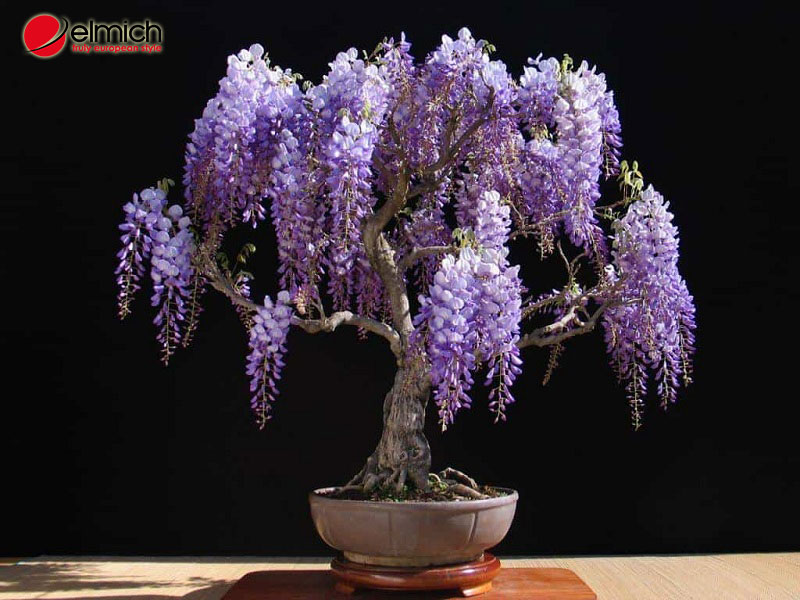 Hình 2: Hoa tử đằng được chia thành nhiều loại khác nhau Hình 2: Hoa tử đằng được chia thành nhiều loại khác nhau