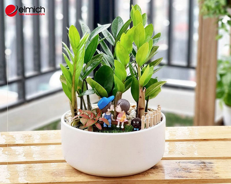 Hình 2: Cây kim tiền là cây cảnh phong thủy được nhiều người yêu thích Hình 2: Cây kim tiền là cây cảnh phong thủy được nhiều người yêu thích