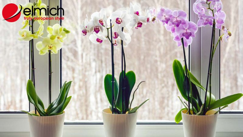 Hình 2: Mách bạn những đặc điểm chính của hoa lan Hình 2: Mách bạn những đặc điểm chính của hoa lan