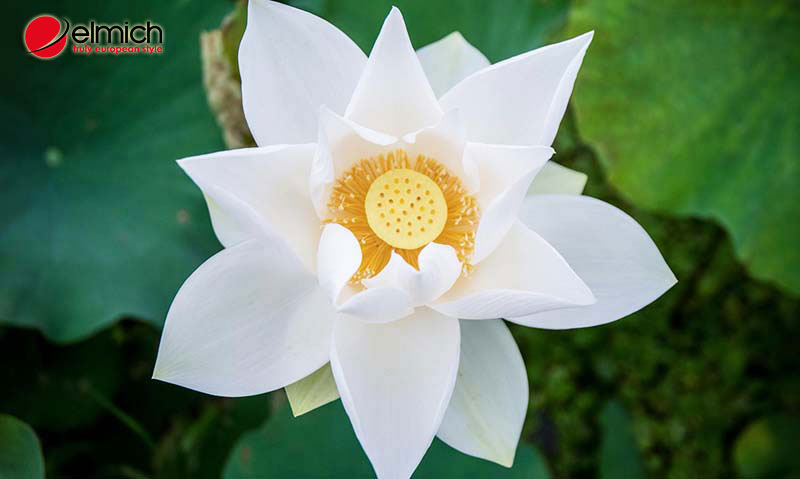 Hình 2: Ý nghĩa của hoa sen trắng trong tình yêu, tôn giáo, và phòng thuỷ Hình 2: Ý nghĩa của hoa sen trắng trong tình yêu, tôn giáo, và phòng thuỷ