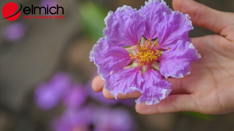 Hình 2: Những đặc điểm chung của cây bằng lăng Hình 2: Những đặc điểm chung của cây bằng lăng