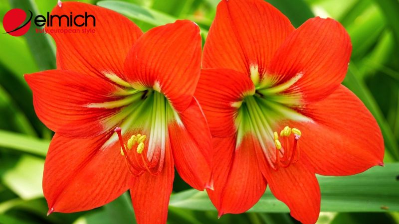 Hình 2: Các đặc điểm dễ nhận biết của hoa loa kèn Hình 2: Các đặc điểm dễ nhận biết của hoa loa kèn