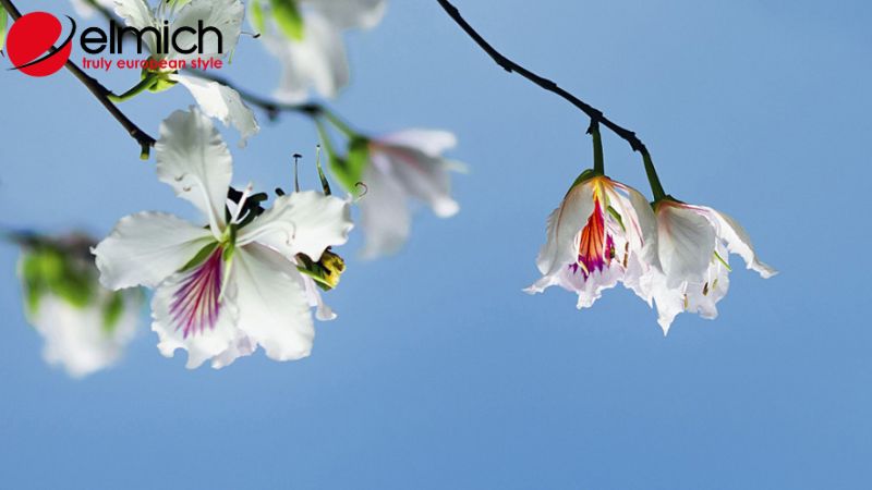 Hình 2: Các đặc điểm dễ nhận biết nhất của cây hoa ban