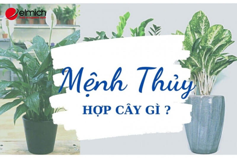 Hình 2: Cách lựa chọn cây cảnh phù hợp với người mang mệnh Thuỷ Hình 2: Cách lựa chọn cây cảnh phù hợp với người mang mệnh Thuỷ