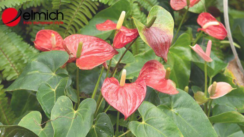 Hình 2: Hồng Môn là cây hợp phong thủy với người mệnh Hỏa Hình 2: Hồng Môn là cây hợp phong thủy với người mệnh Hỏa