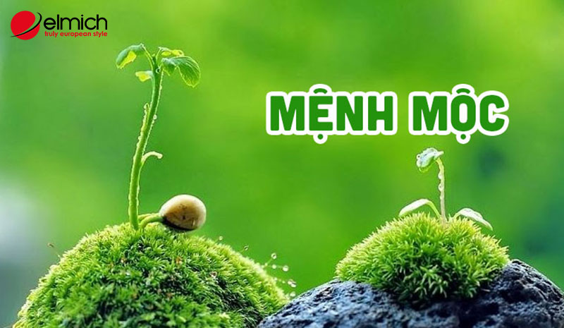 Hình 3: Cây Kim Ngân rất hợp với người mệnh Mộc Hình 3: Cây Kim Ngân rất hợp với người mệnh Mộc